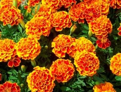 Shows what Marigold looks like