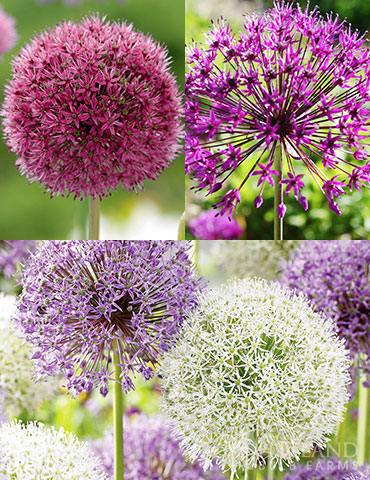 Shows what Allium looks like.