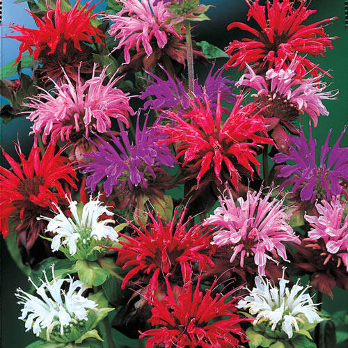 Shows what Bee Balm looks like.